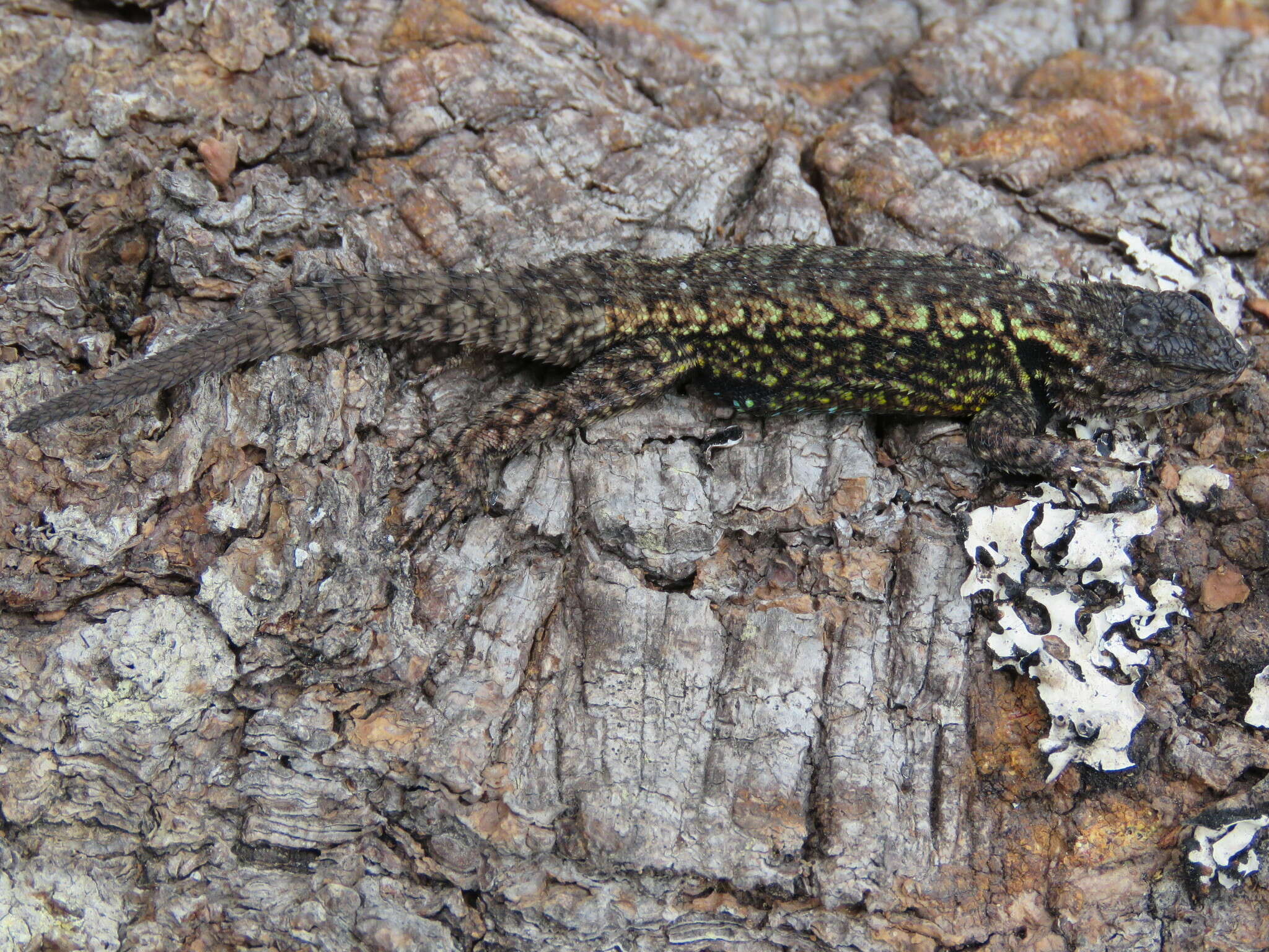 Image of Anahuacan Bunchgrass Lizard