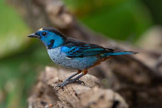 Image of Silvery-breasted Tanager