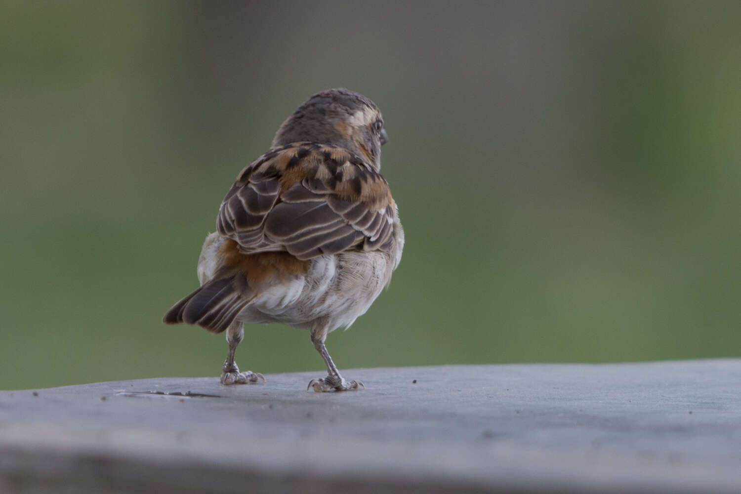 Image of Kenya Rufous-Sparrow