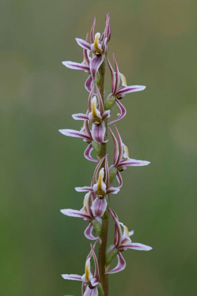 Image of Tarengo leek orchid