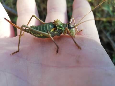 Image of saddle-backed bush-cricket