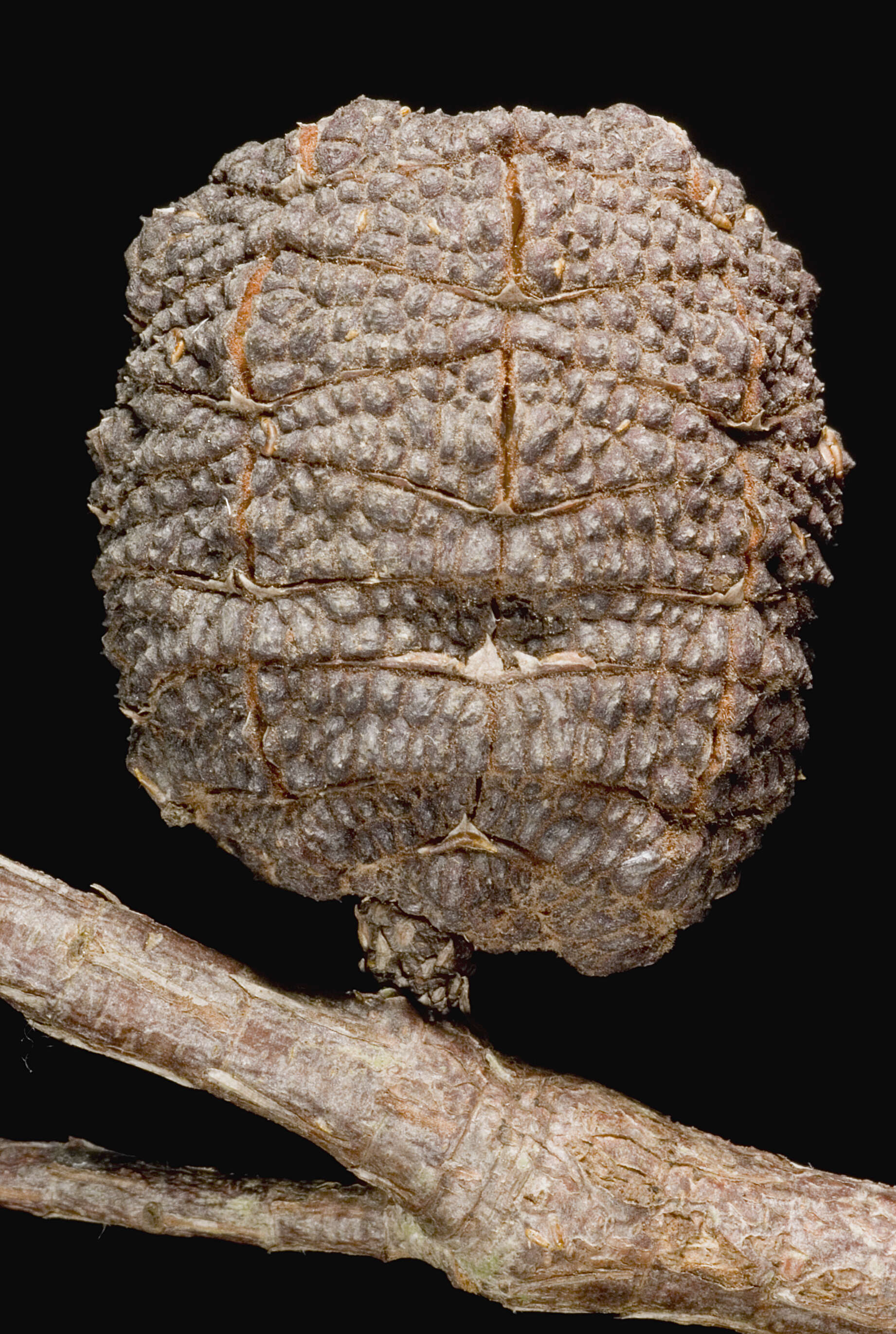 Image of Allocasuarina decussata (Benth.) L. A. S. Johnson