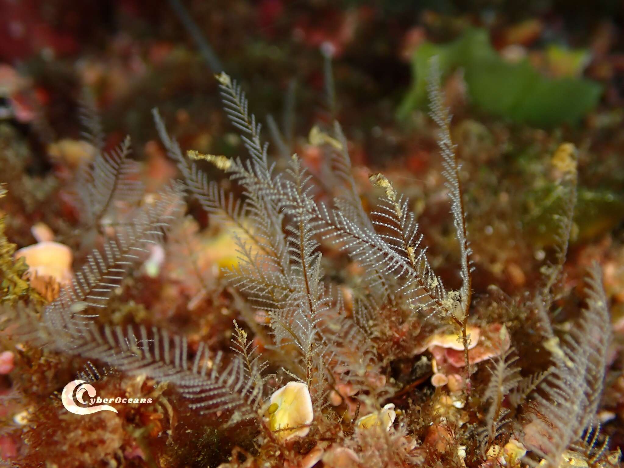 Image of podded hydroid