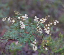 Imagem de Acacia terminalis (Salisb.) J. F. Macbr.