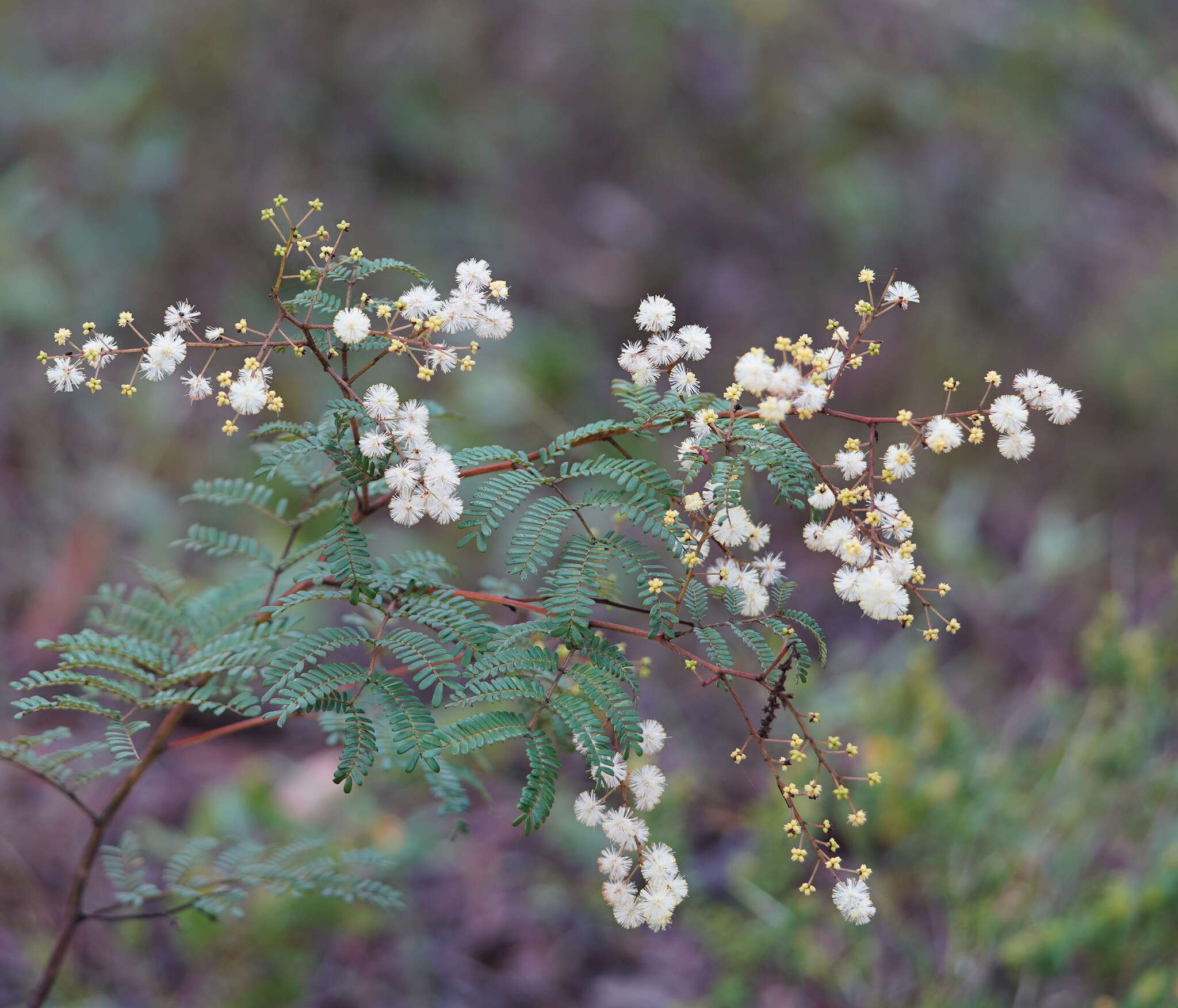 Imagem de Acacia terminalis (Salisb.) J. F. Macbr.