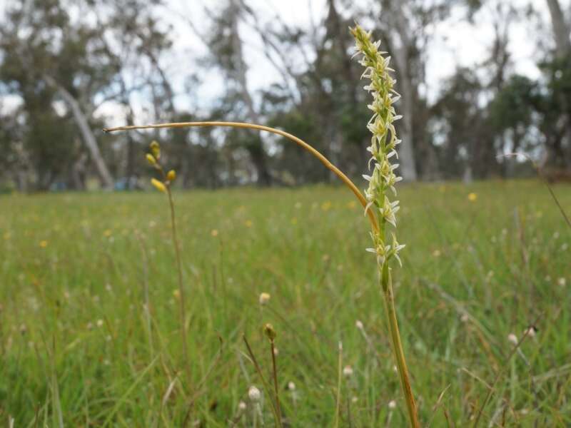 Image of Tarengo leek orchid