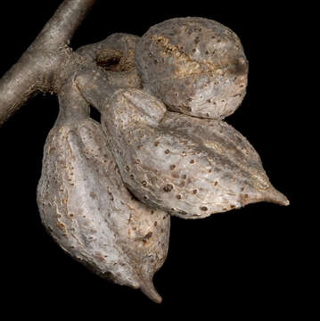 Image of Hakea petiolaris Meissn.