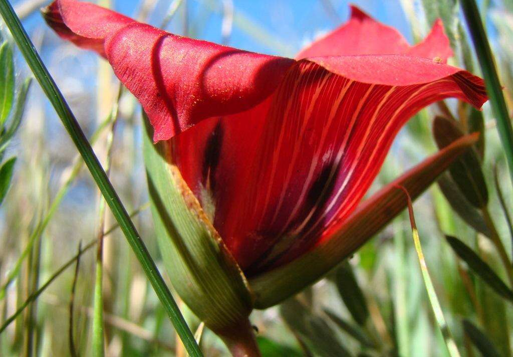 Image of Romulea monadelpha (Sweet ex Steud.) Baker