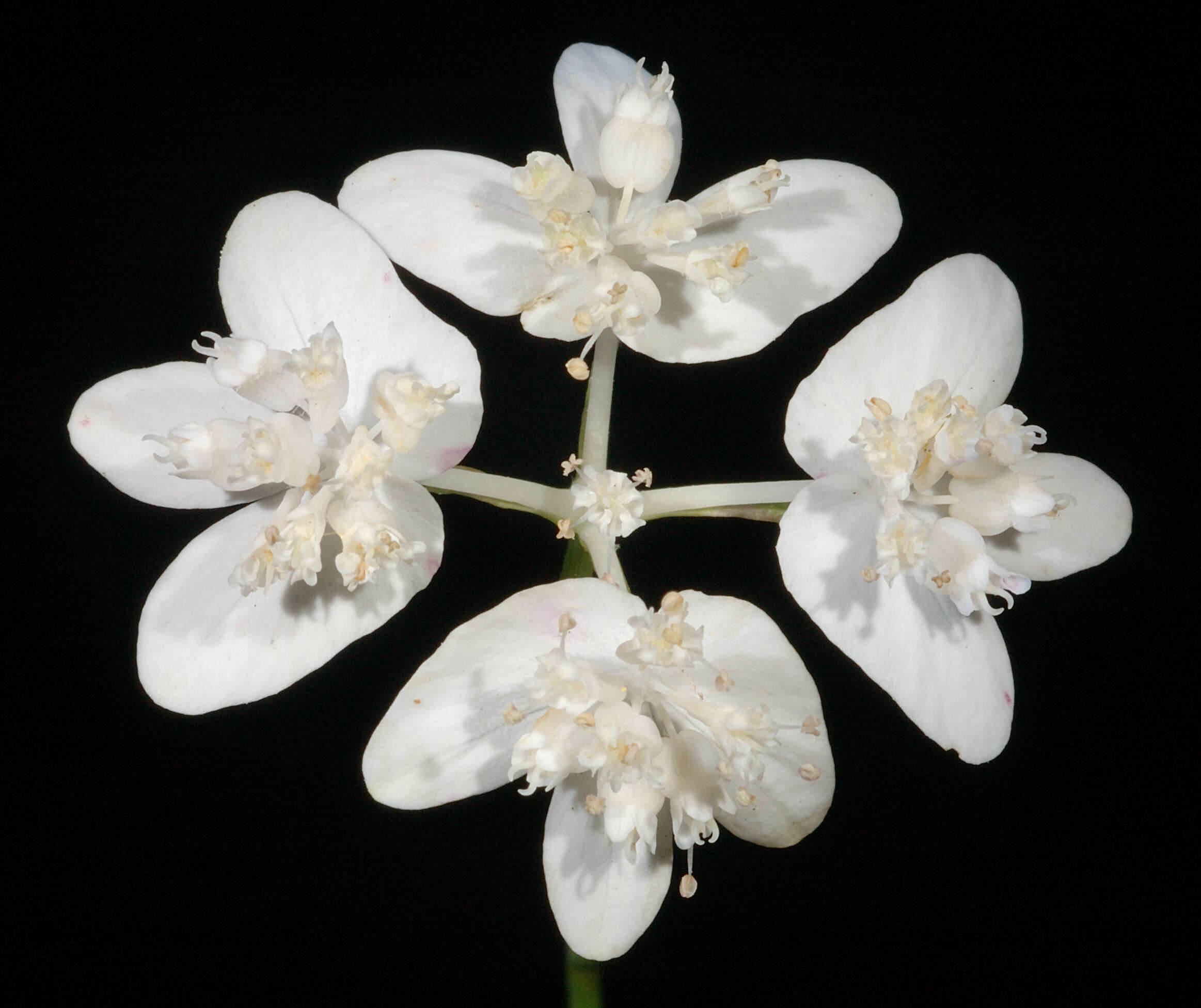 Image of Xanthosia atkinsoniana F. Müll.