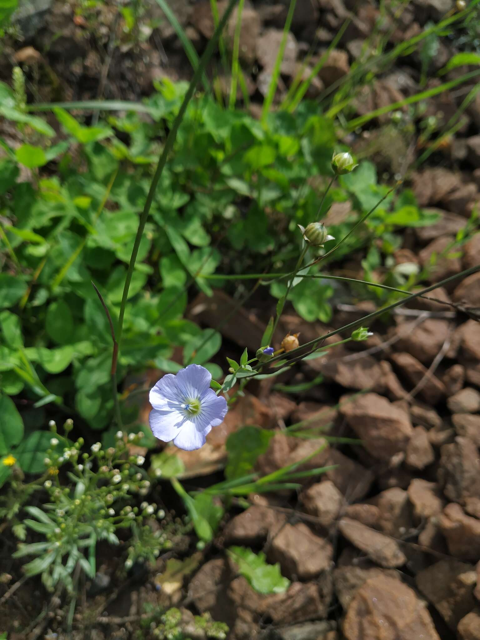 Image of common flax