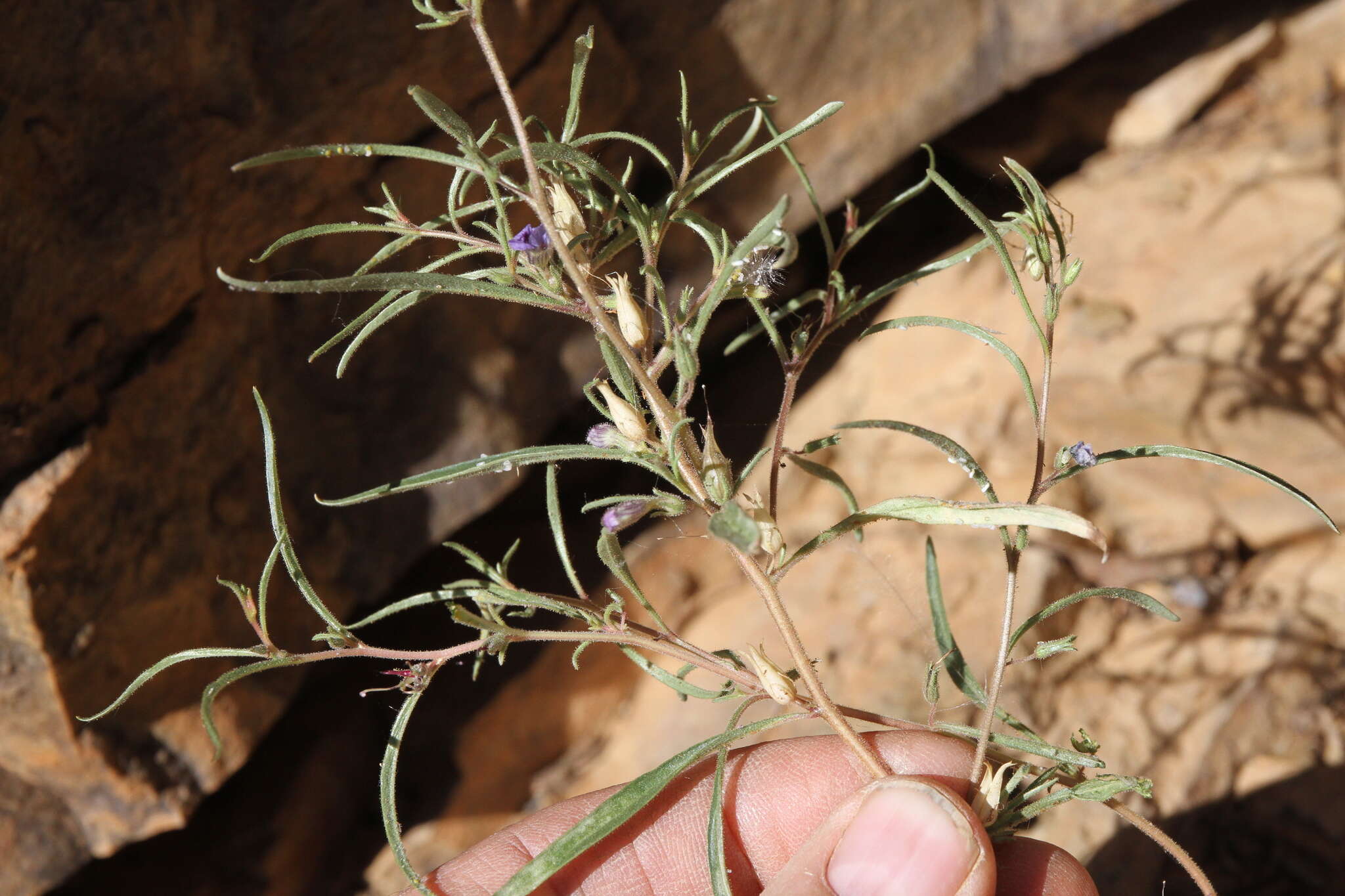 Image de Anticharis senegalensis (Walp.) Bhandari