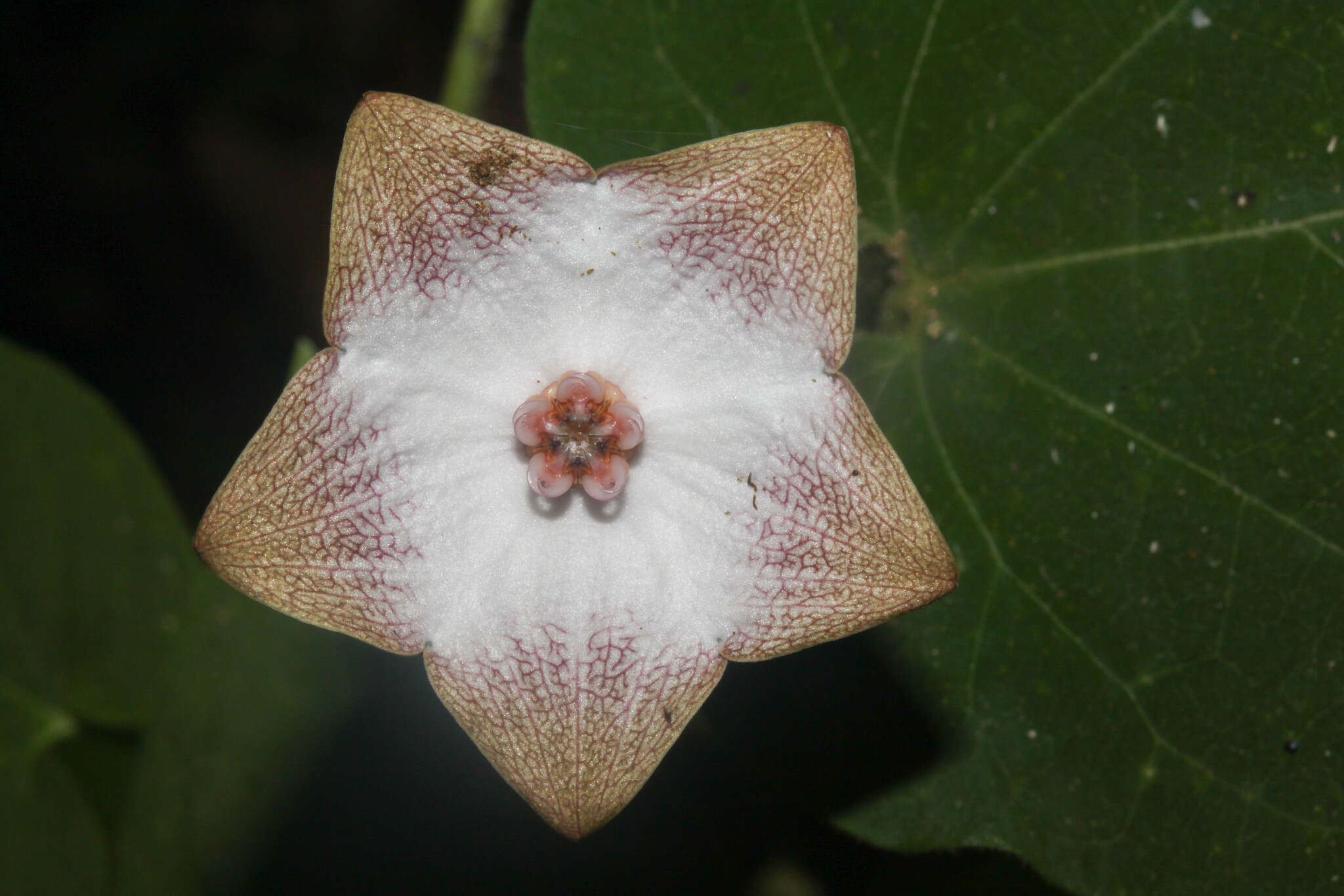 صورة Polystemma guatemalense (Schltr.) W. D. Stevens