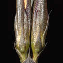 Image of Haemodorum brevisepalum Benth.