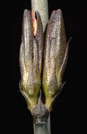 Image of Haemodorum brevisepalum Benth.