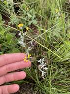 Imagem de Helichrysum aureonitens Sch. Bip.