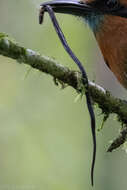 Image of Cope's Tropical Ground Snake