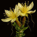 Image of Calytrix angulata Lindl.