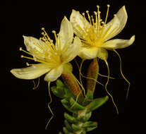 Imagem de Calytrix angulata Lindl.