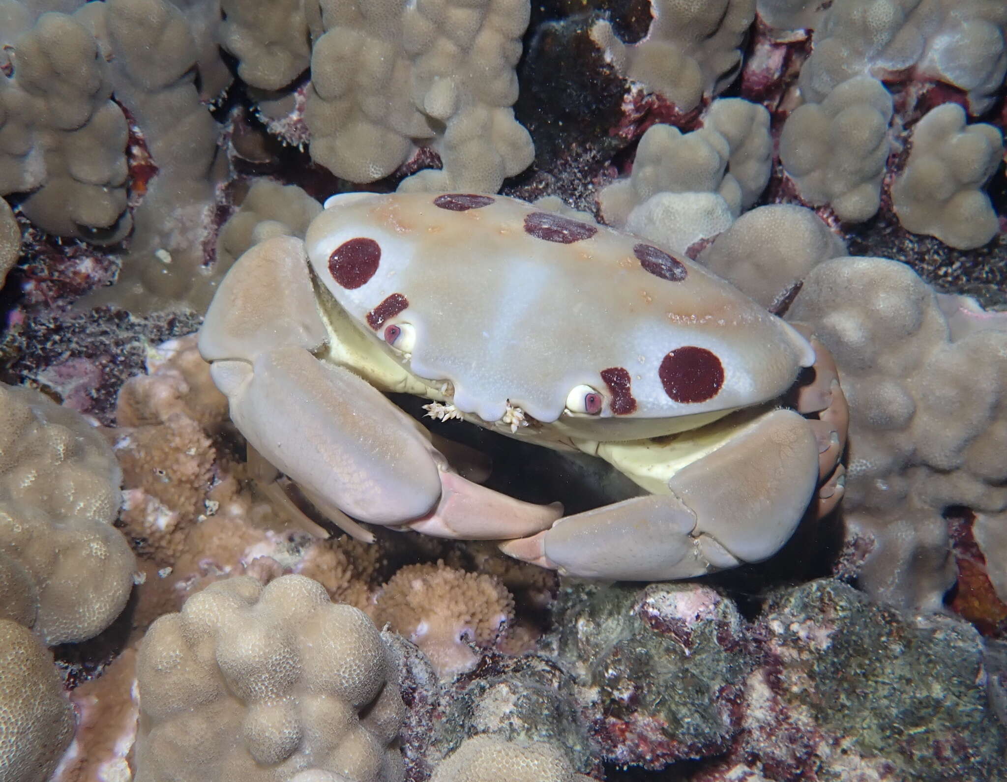 Image of Red spot coral crab