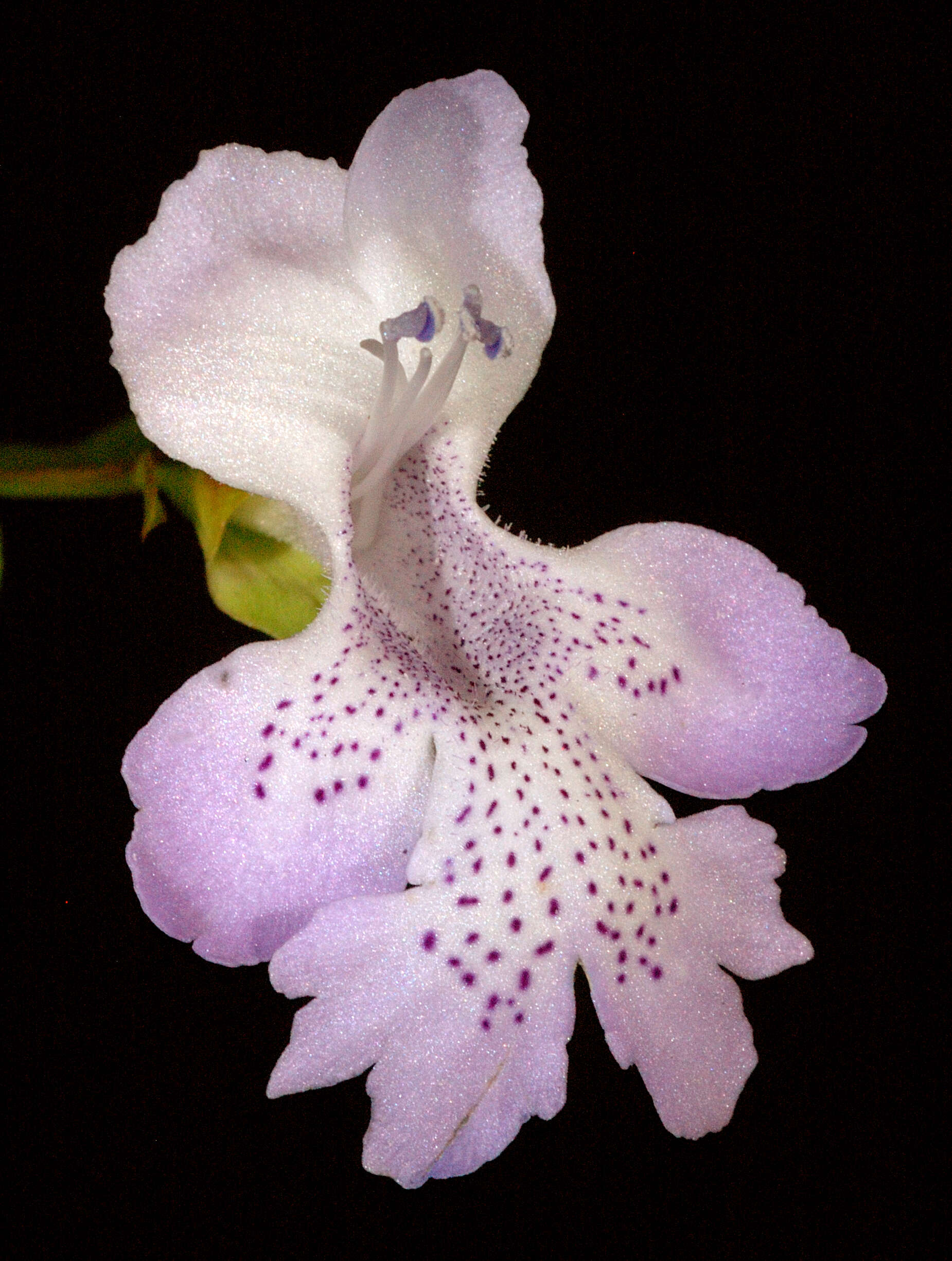 Image of Hemiandra pungens R. Br.