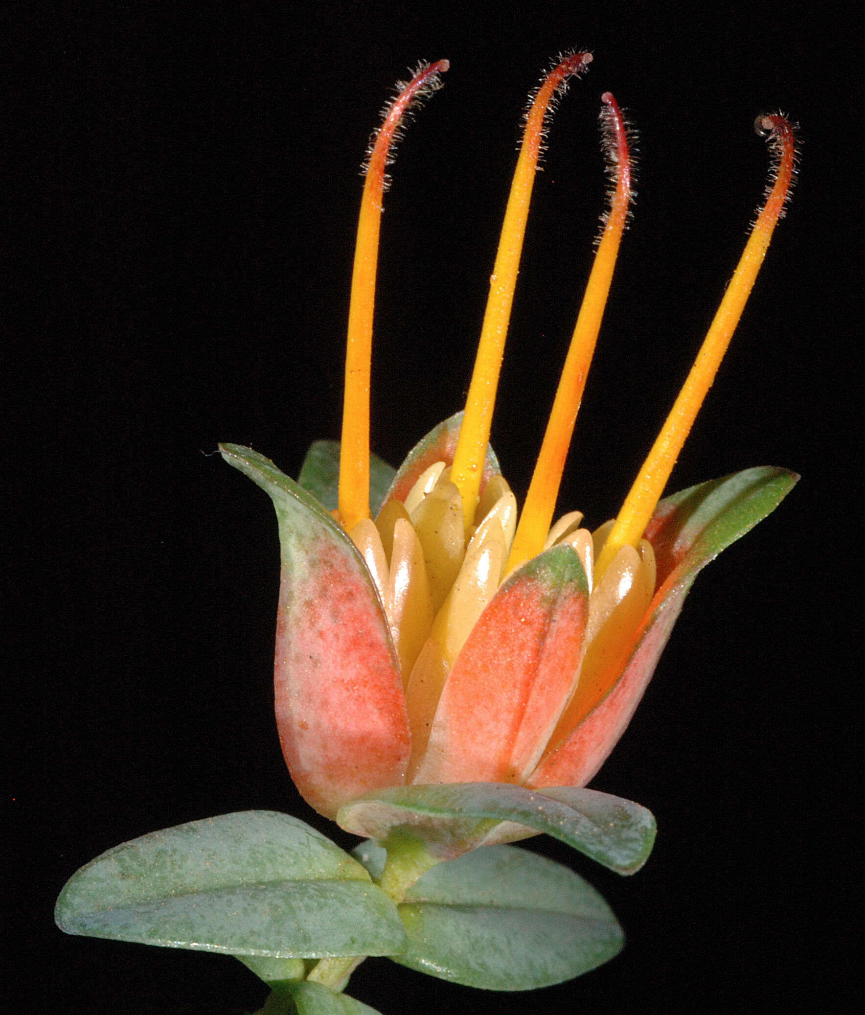 Image of Darwinia citriodora (Endl.) Benth.