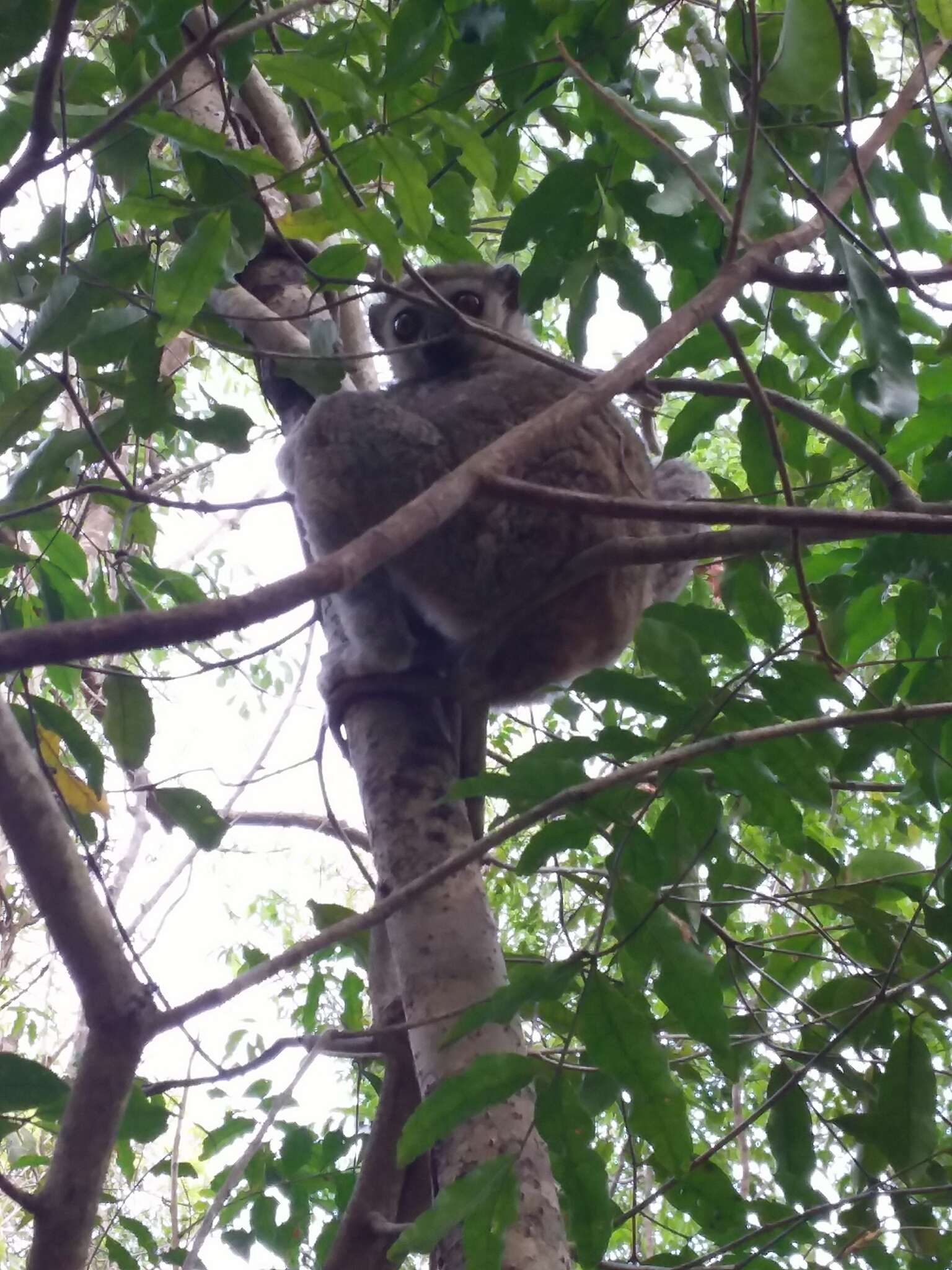 Image of Lorenz Von Liburnau’s Woolly Lemur