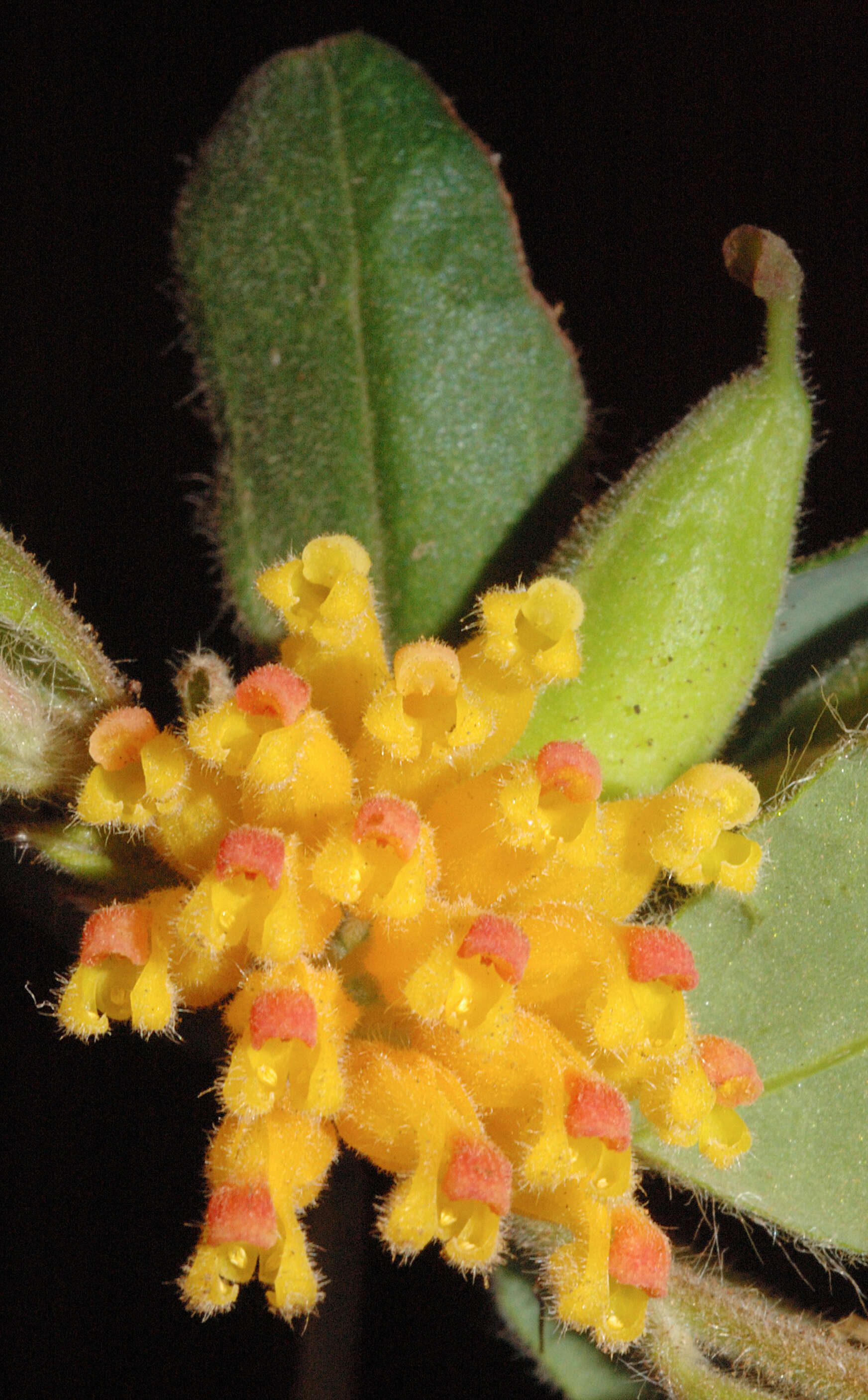 Image of Grevillea pimeleoides Fitzger.