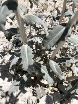 Image of Ash Meadows blazingstar