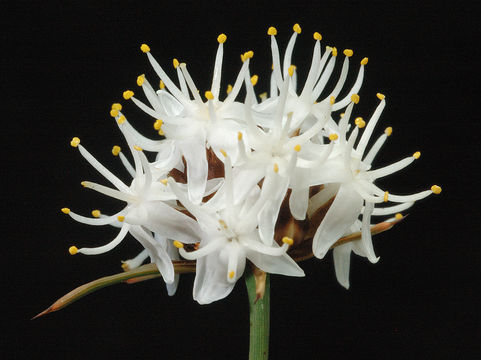 Image of Boryaceae