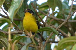 Image of Yellow-crowned Redstart