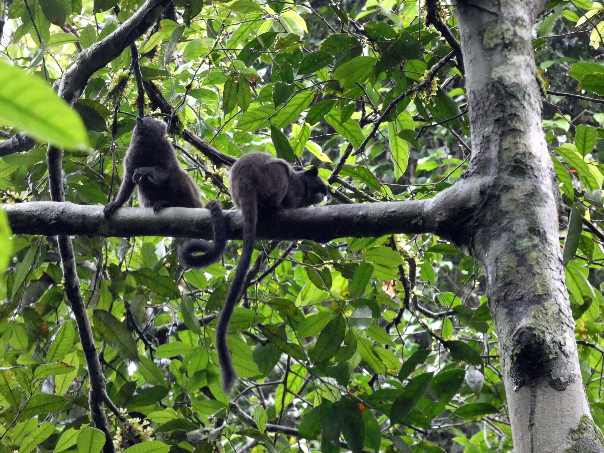 Image of Black-mantled tamarin