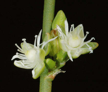 Image of Macarthuria australis Hueg. ex Endl.