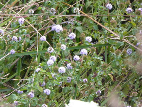 Image of Water Mint