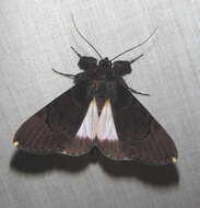 Audea bipunctata Walker 1857的圖片