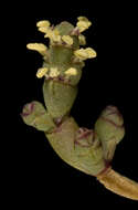 صورة Tecticornia indica (Willd.) K. A. Sheph. & Paul G. Wilson