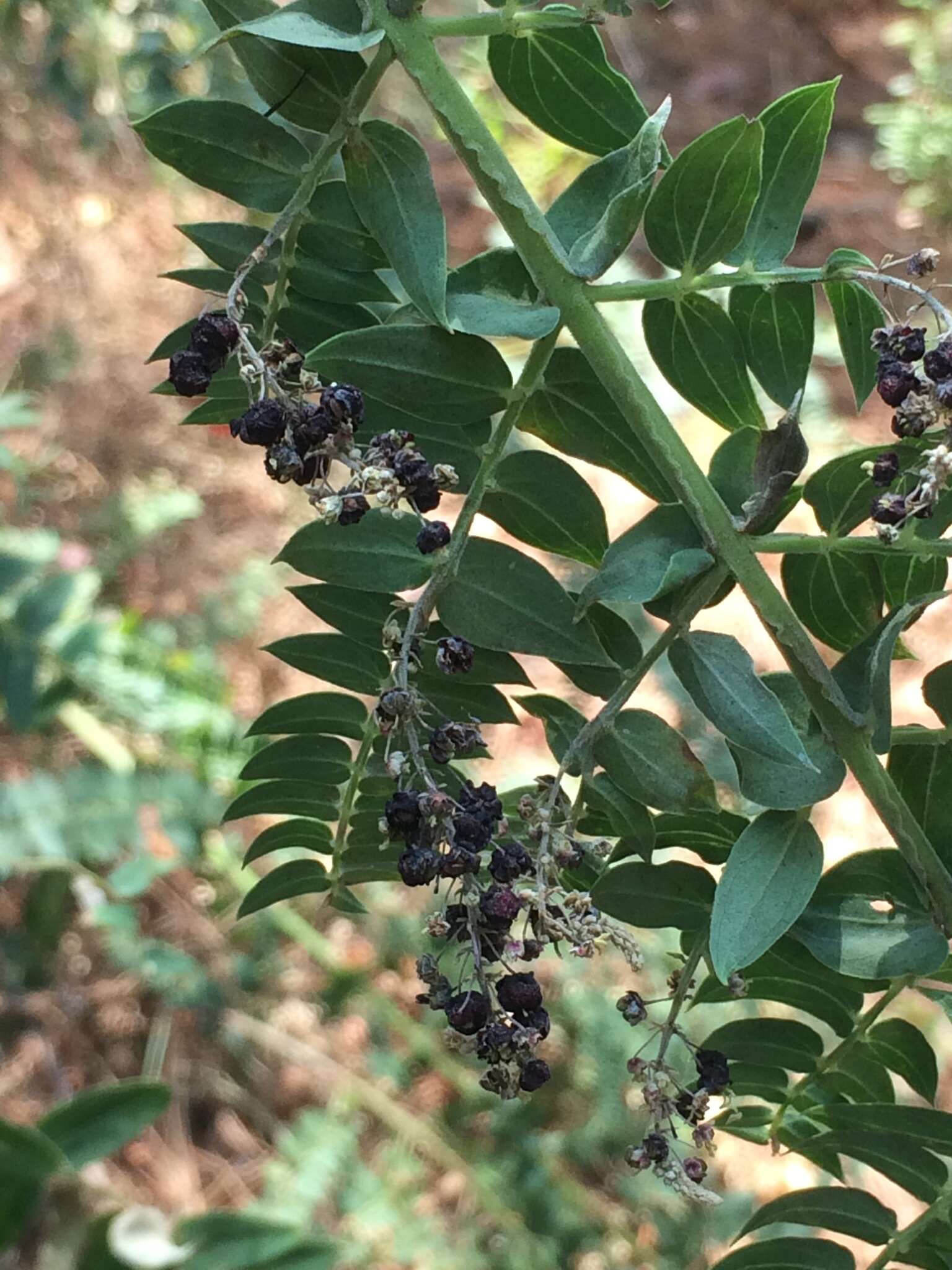 Image of Coriaria microphylla Poir.