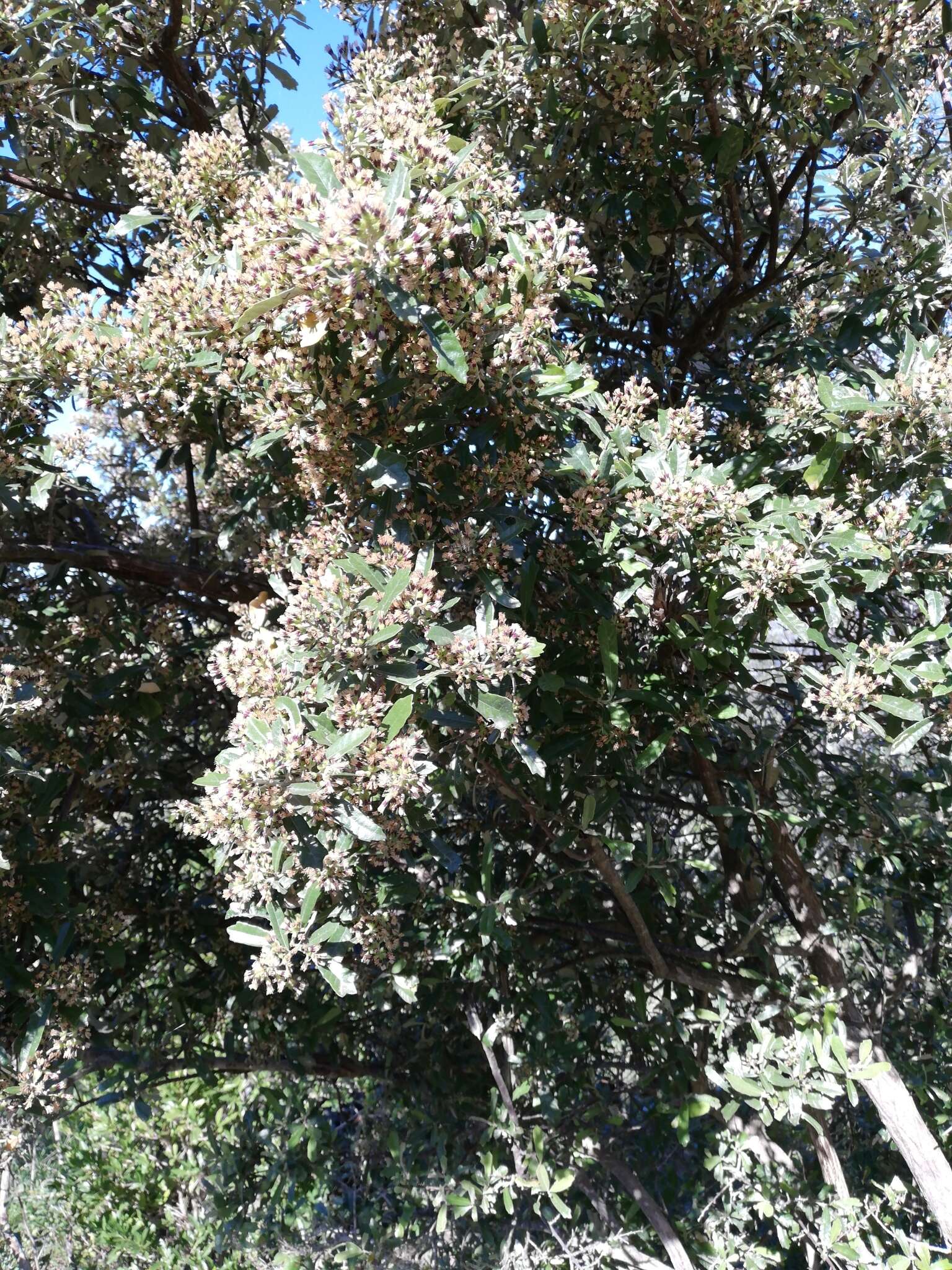 Image of Brachylaena elliptica (Thunb.) Less.