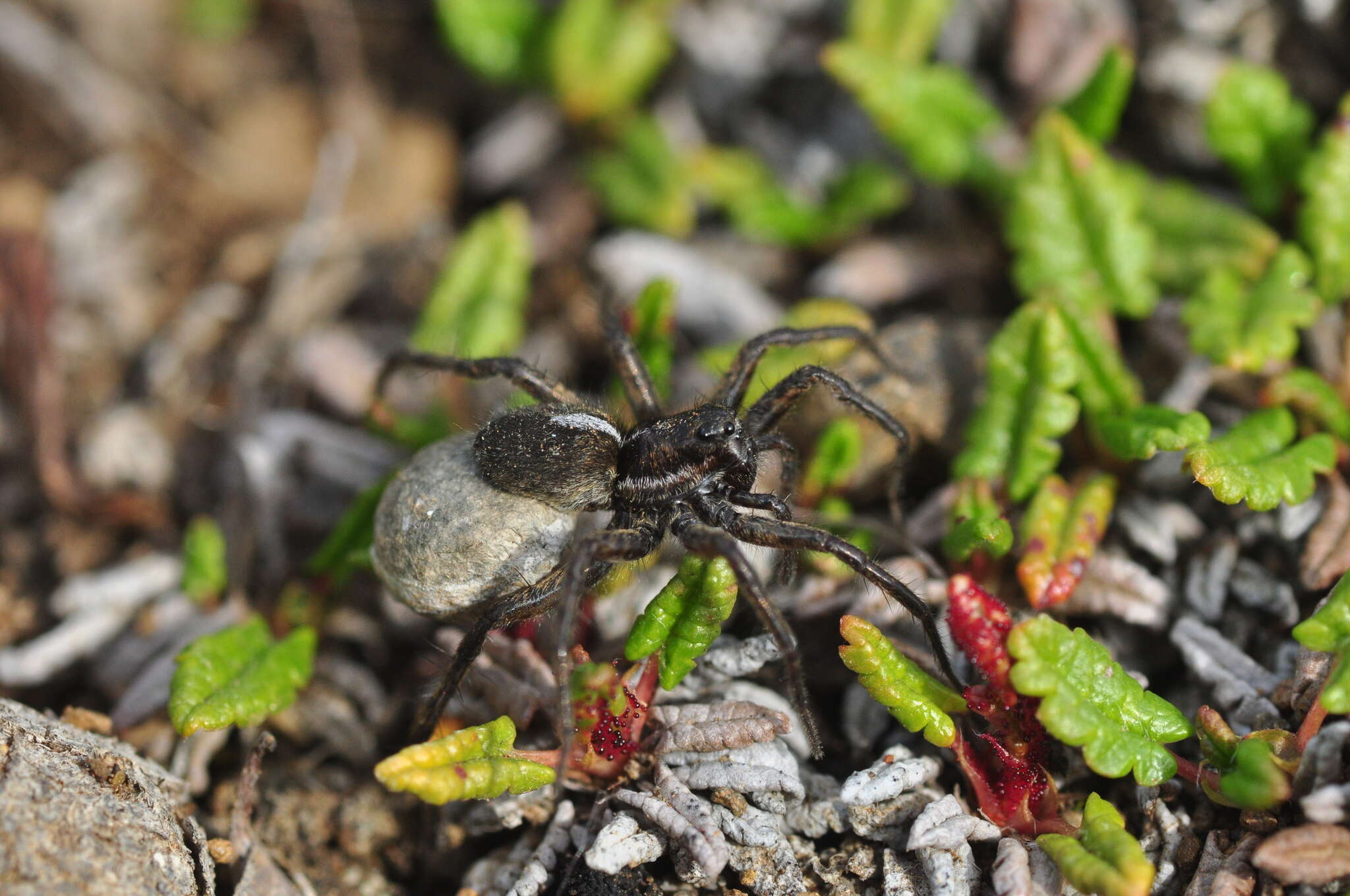 Image of Arctic wolf spider