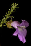 صورة Eremophila exilifolia F. Muell.