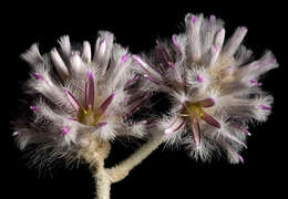 Image of Ptilotus obovatus (Gaudich.) F. Müll.