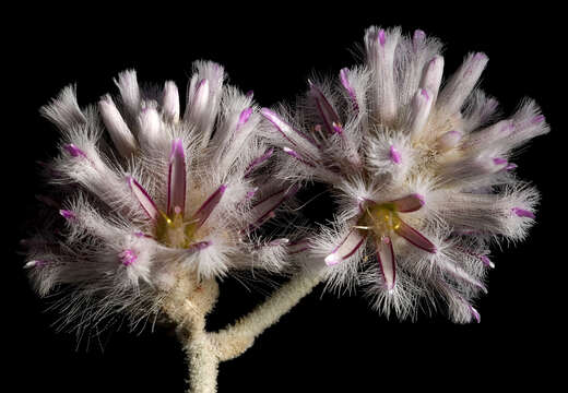 Image de Ptilotus obovatus (Gaudich.) F. Müll.