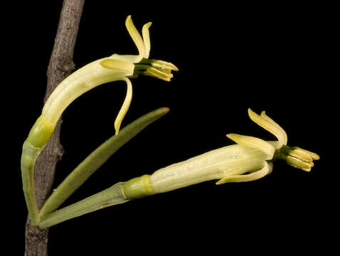 Image of Mulga mistletoe