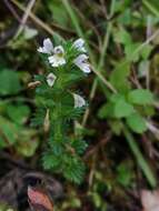 Imagem de Euphrasia stricta D. Wolff ex J. F. Lehm.