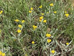 Imagem de Helichrysum aureonitens Sch. Bip.