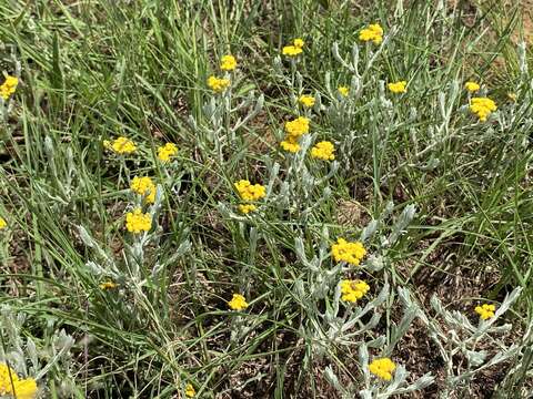 Sivun Helichrysum aureonitens Sch. Bip. kuva