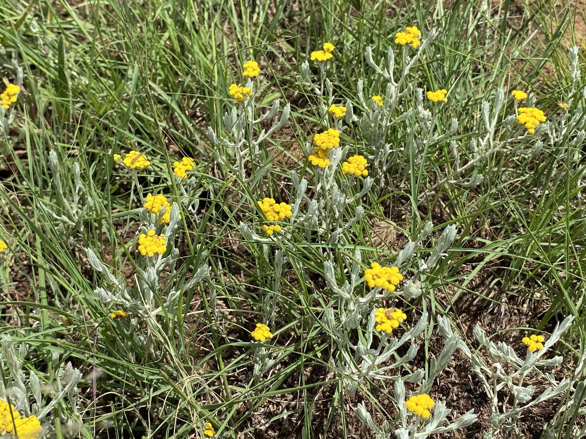 Imagem de Helichrysum aureonitens Sch. Bip.