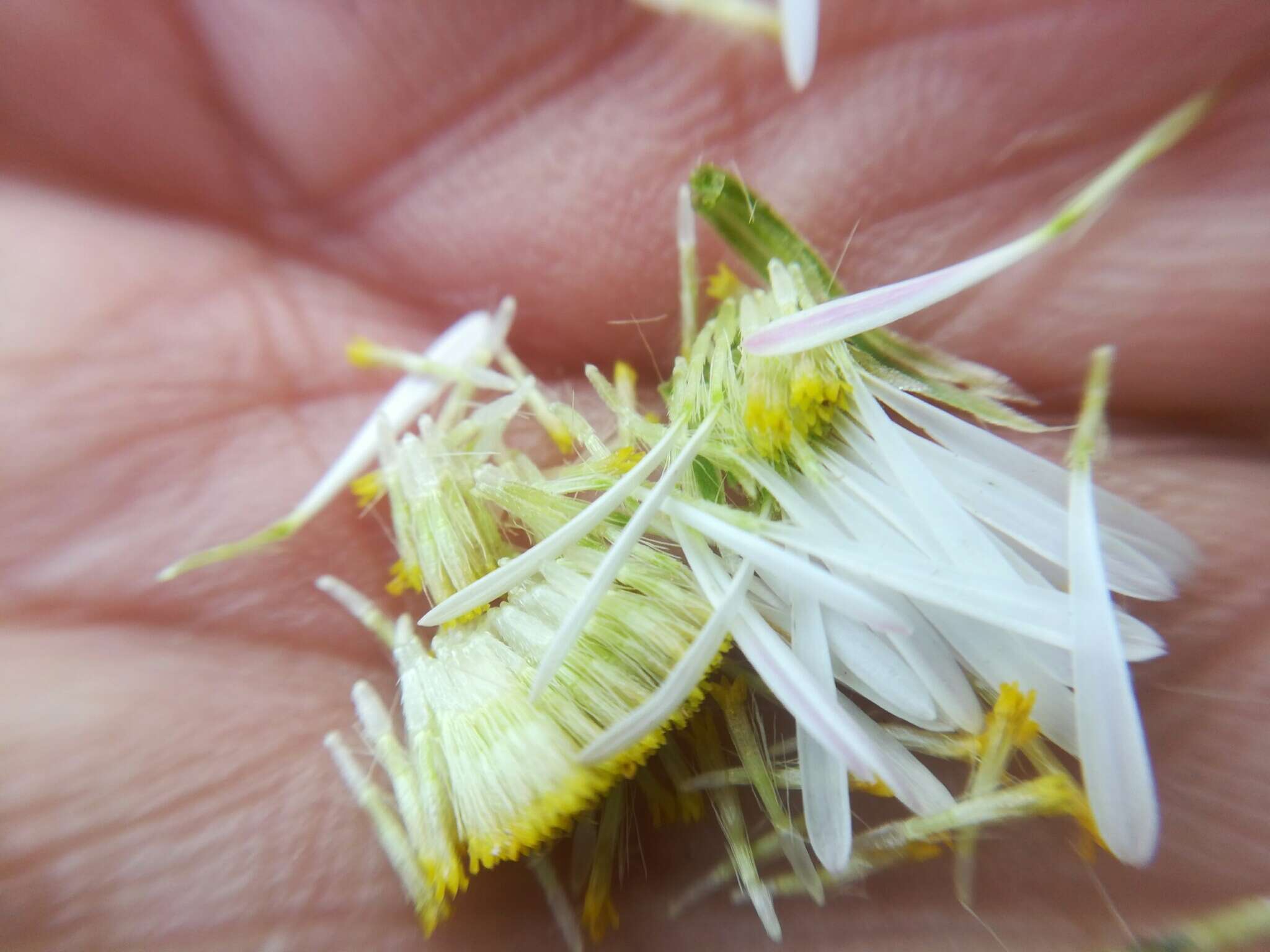 Image de Erigeron dryophyllus A. Gray