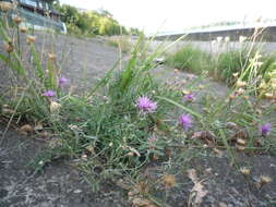 Plancia ëd Centaurea borysthenica Gruner