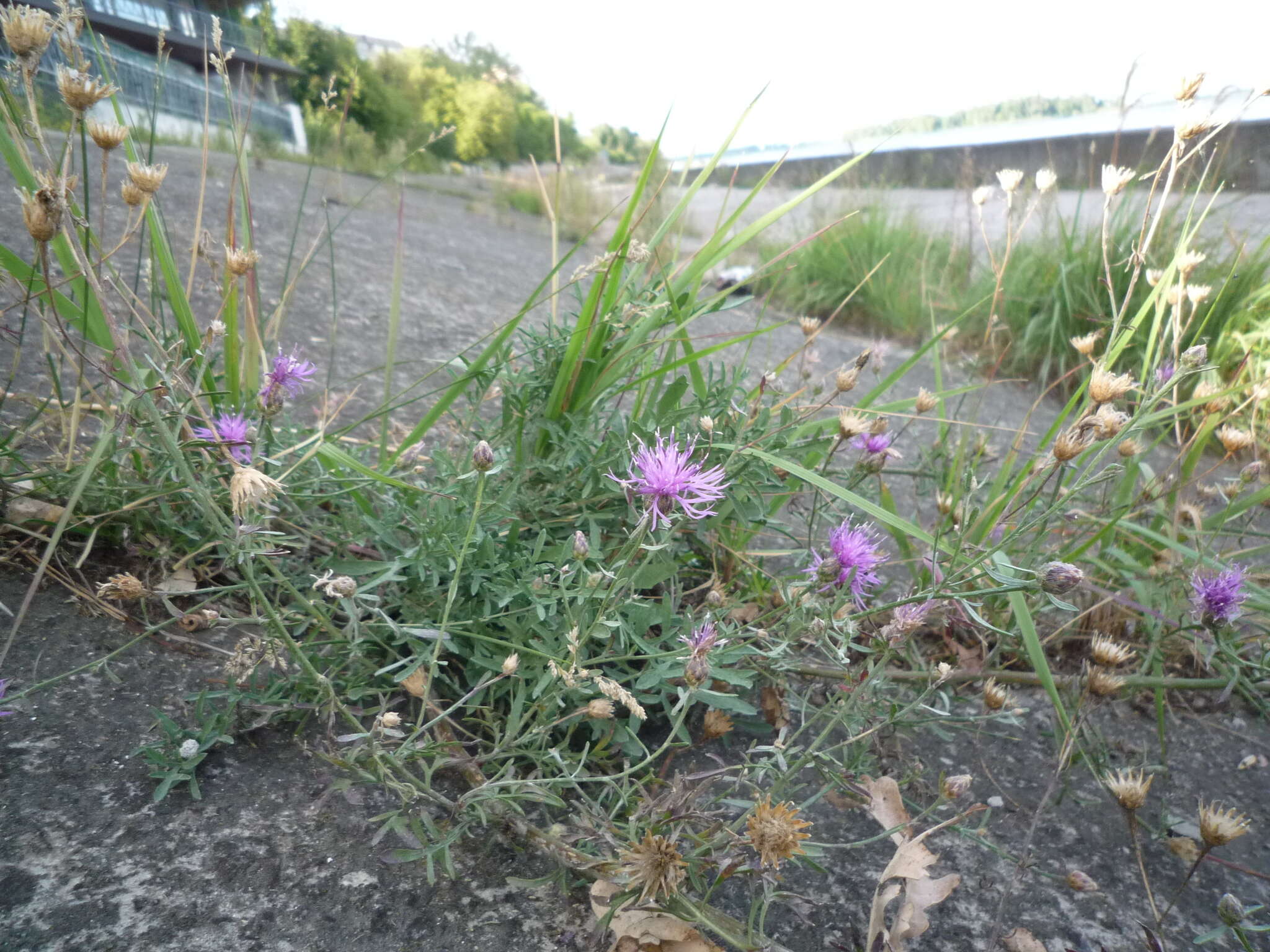 Слика од Centaurea borysthenica Gruner