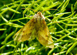 Image of bordered sallow